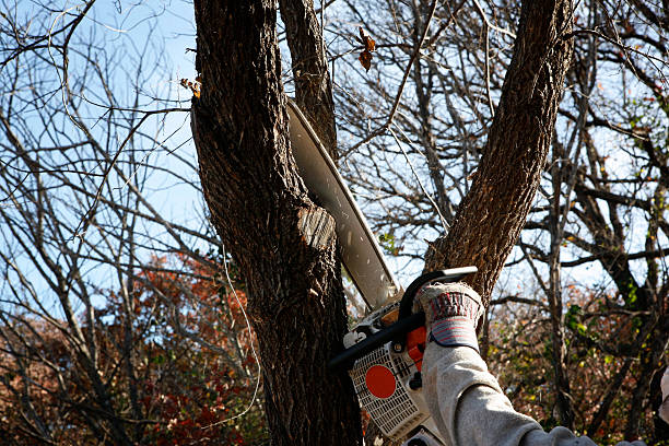 Leaf Removal in Macon, IL